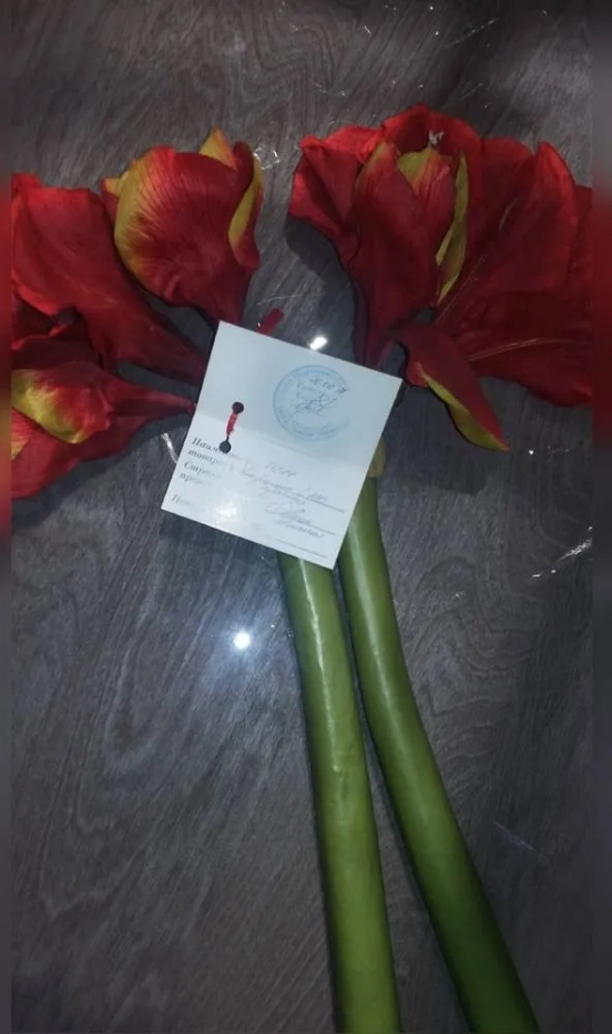 Цветы OAKOM Амарилис - фото 1