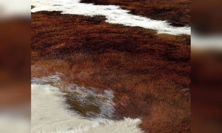 Ковер Pelle Naturale Фабрики Sitap - фото 1